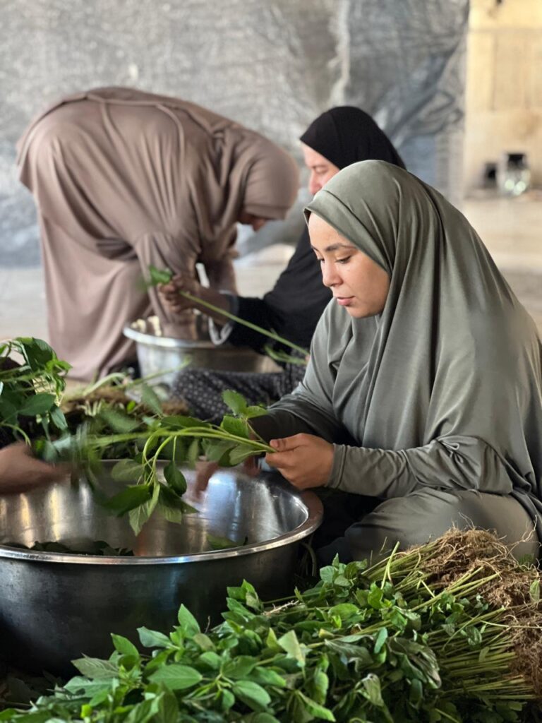 Association Amani - Déjeûner royal pour 1500 Gazaouis - 2024 08 29 dejeuner royal 015